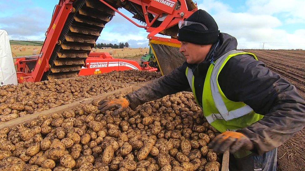 Potato collection in Ellon