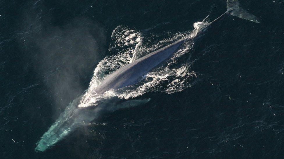 Adult blue whale