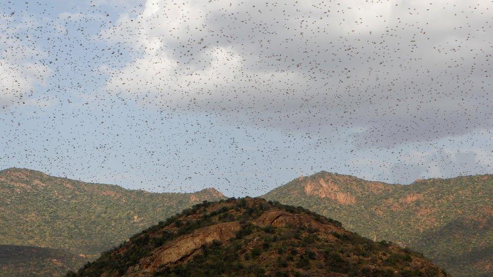 Swarms of locusts fly over mountains in Kenya, January 2020