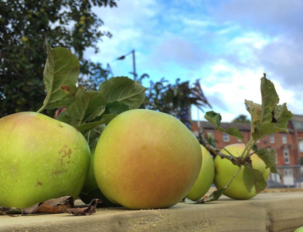 Sheaf Pippin apples