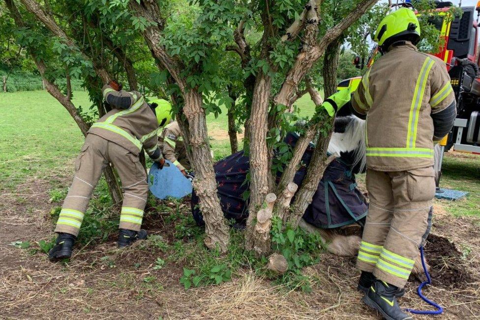 Firefighters working to free Eddie the horse