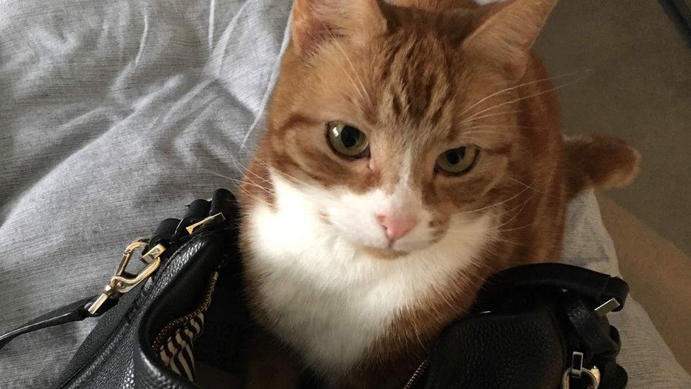 Ginger cat in a black leather bag