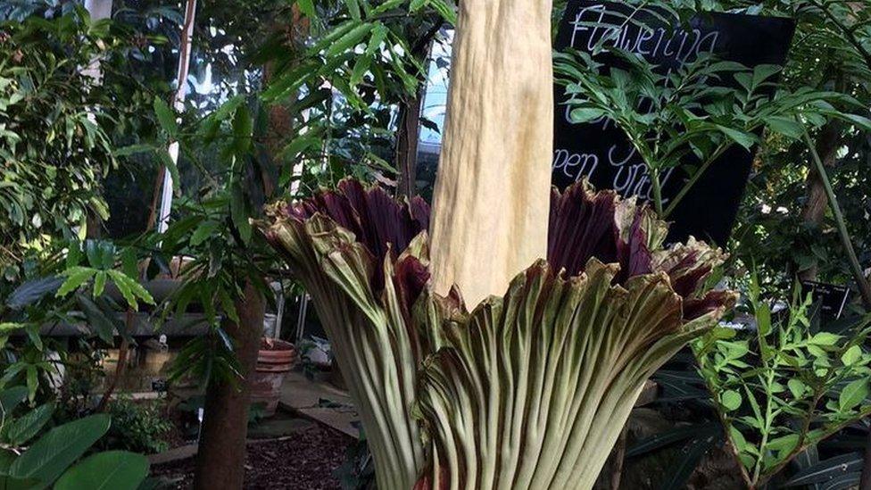 Titan Arum