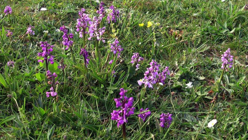 Green-winged orchids