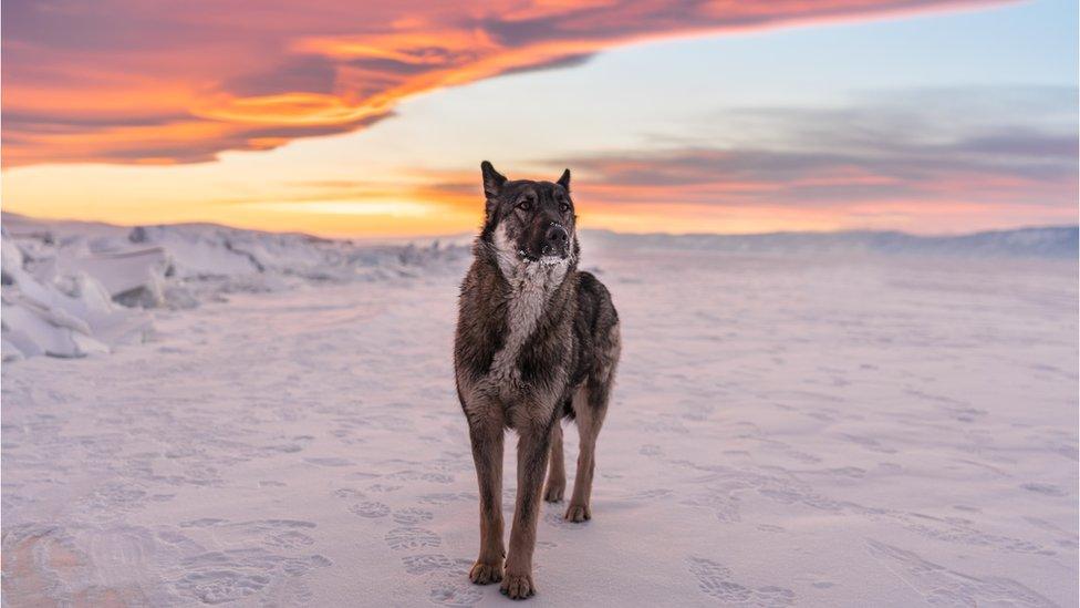 A wolf on frozen Lake Baikal in southern Siberia, Russia