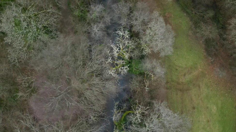 Dunsford Wood sat alongside the River Teign