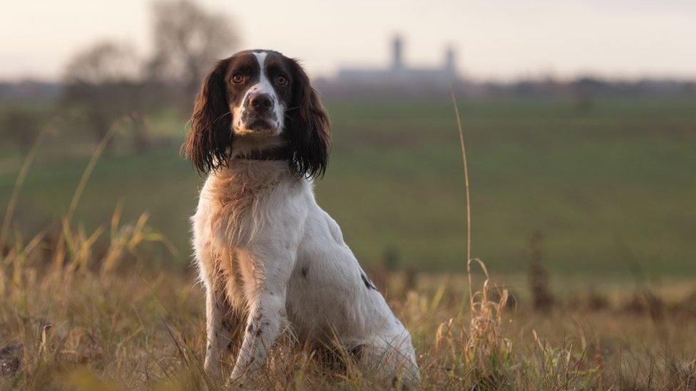 Dog posing in field