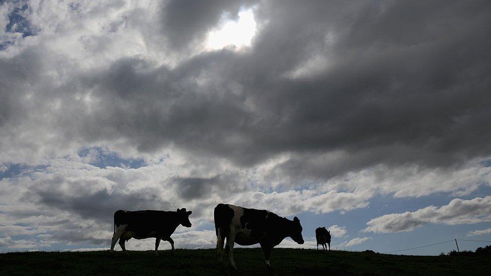 dairy cattle at Macclesfield in Cheshire