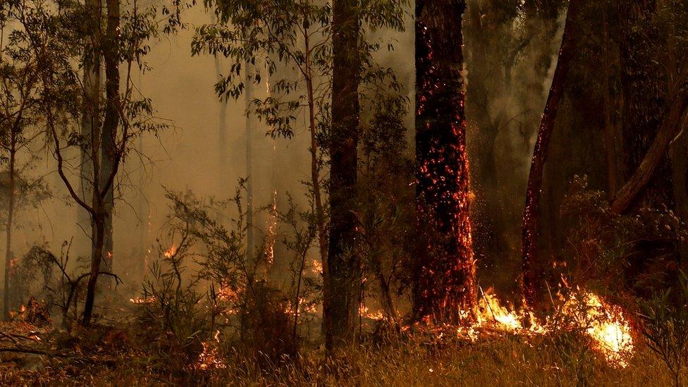 A small spot fire burns on a tree trunk in a forest in Australia