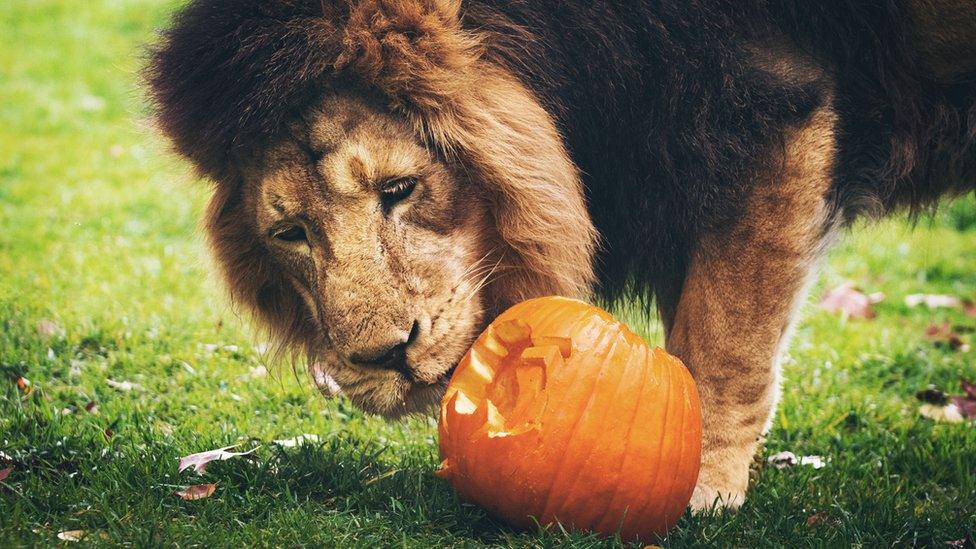 lion-with-pumpkin.