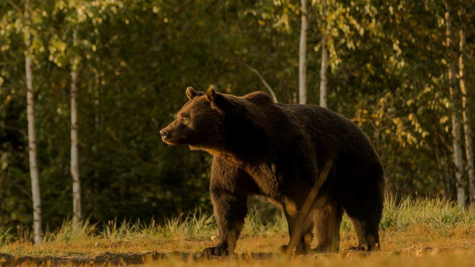 Picture of Arthur the brown bear