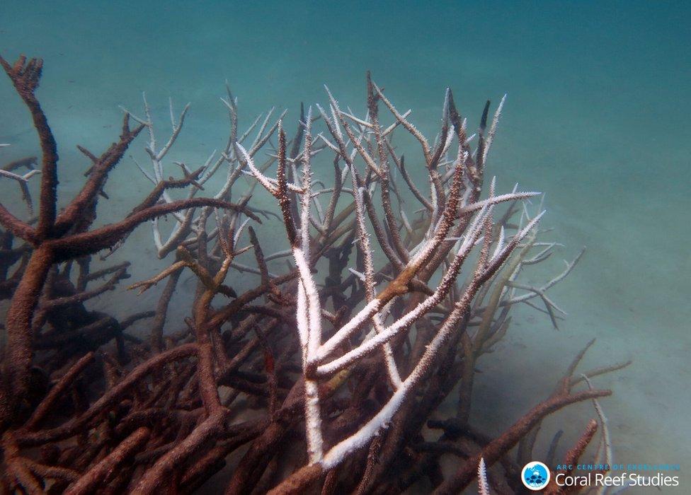 Dead and dying staghorn coral on central Great Barrier Reef in May 2016