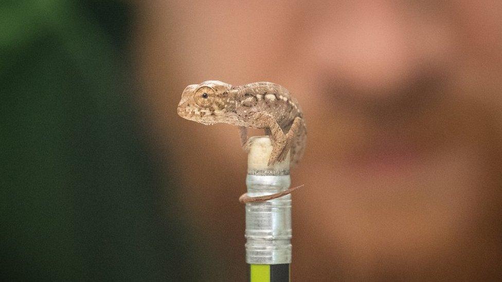 Baby panther chameleon on top of a pencil