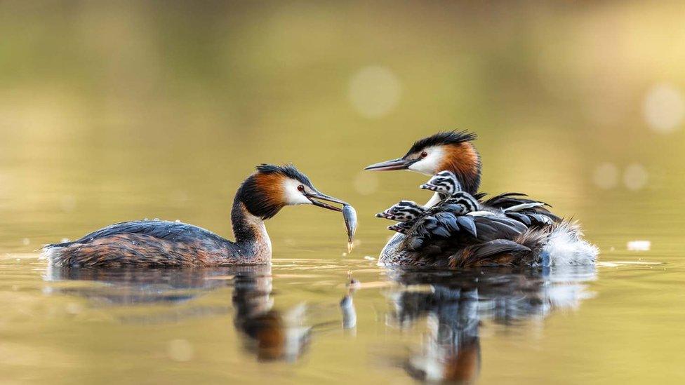 winning-photo-for-GDT-Nature-Photographer-of-the-year-202-special