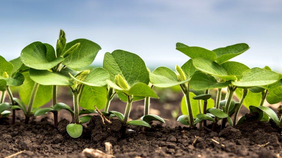 Stock shot of soy plants