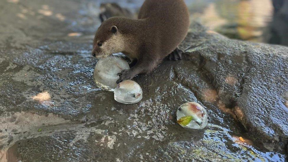 An otter