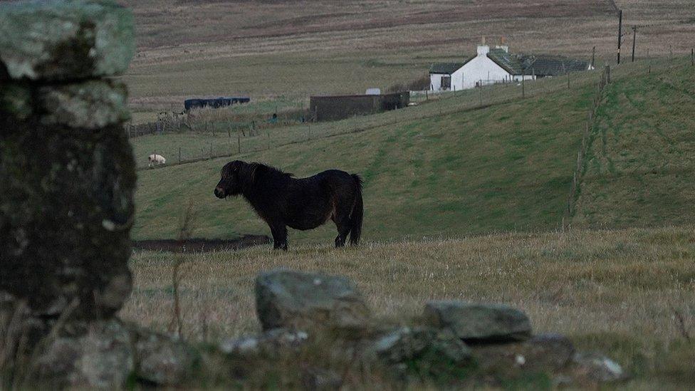 Shetland