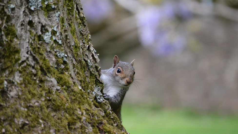 greysquirrelpeeking