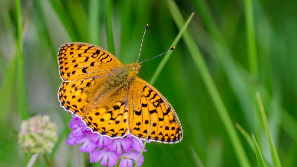 Photo of yellow fritillary butterfly