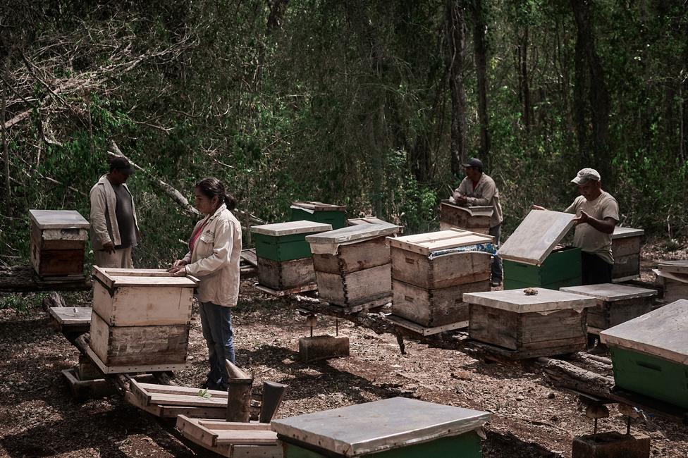 Beekeepers in Hopelchén, Campeche in southeast Mexico