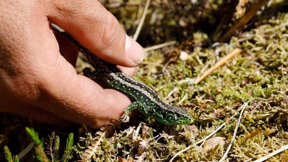 Rescued lizard