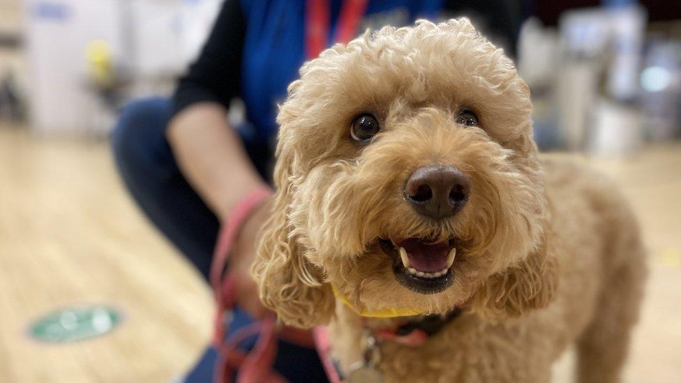 Therapy dog