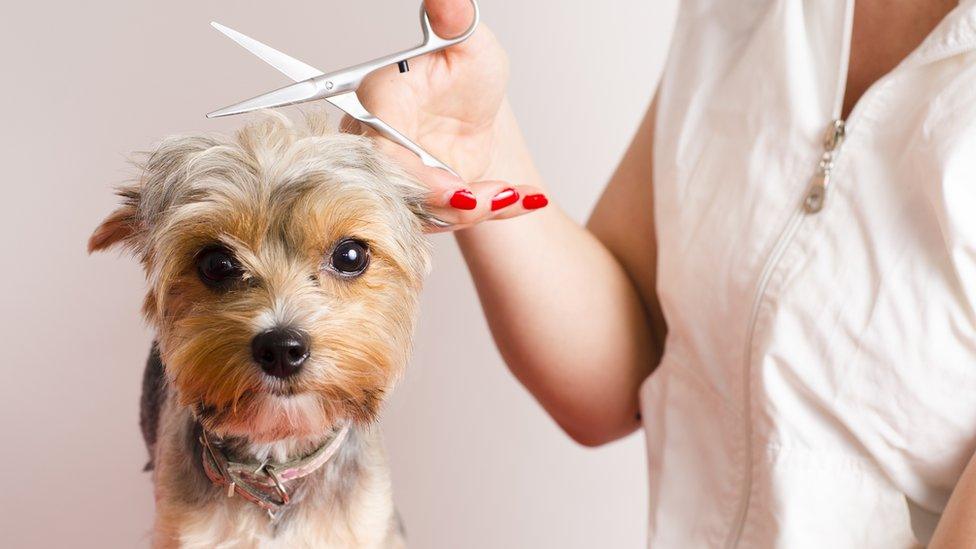 dog getting haircut