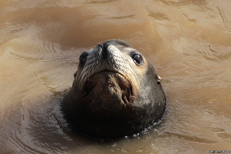 A sea lion at Marineland