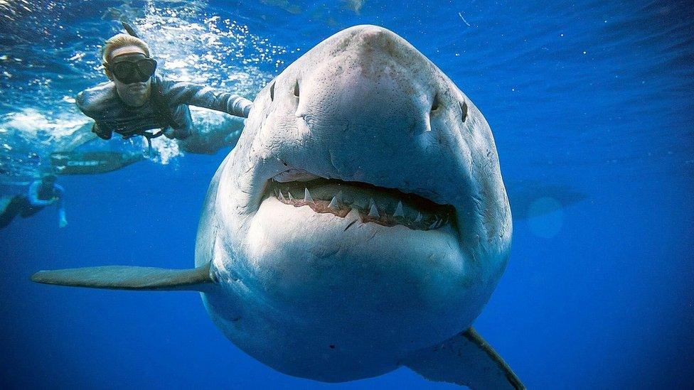 A shark said to be Deep Blue, the largest great white on record, swims off Hawaii, January 15, 2019