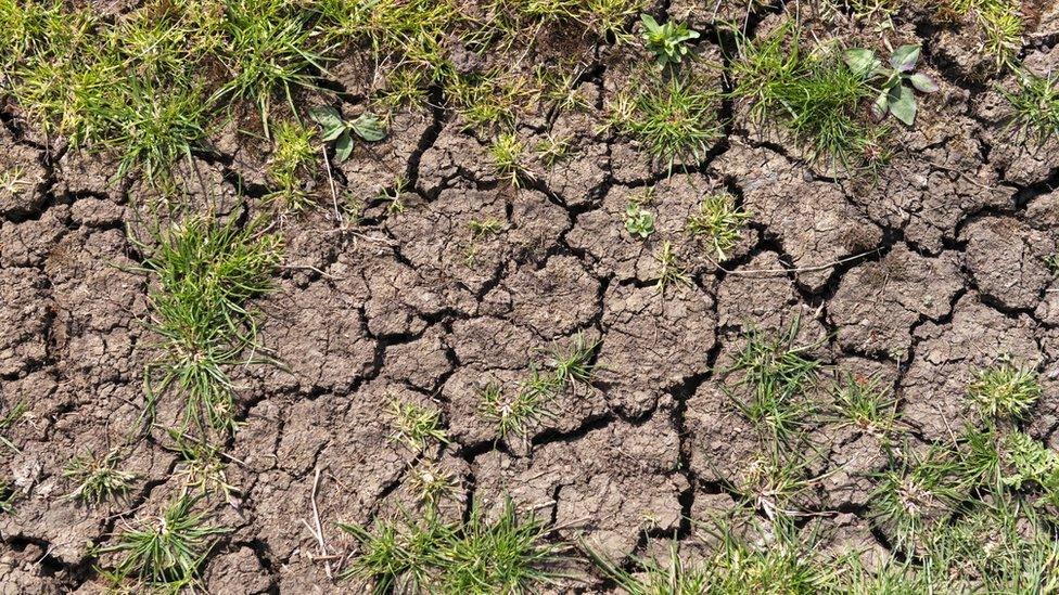 Dry cracked earth in the Fens, Cambridgeshire