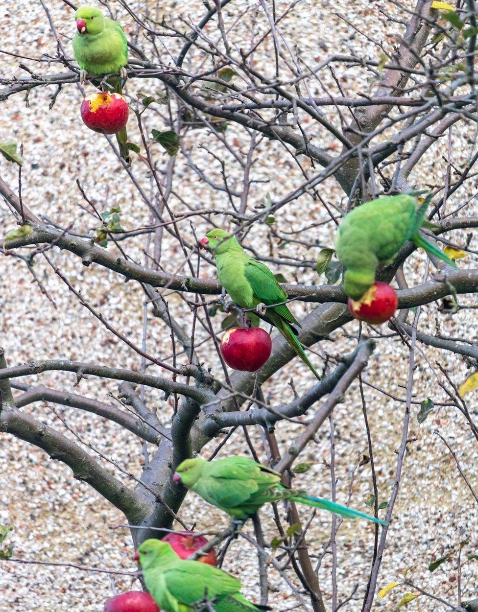 Wild parakeets on an apple tree in Basildon, Essex