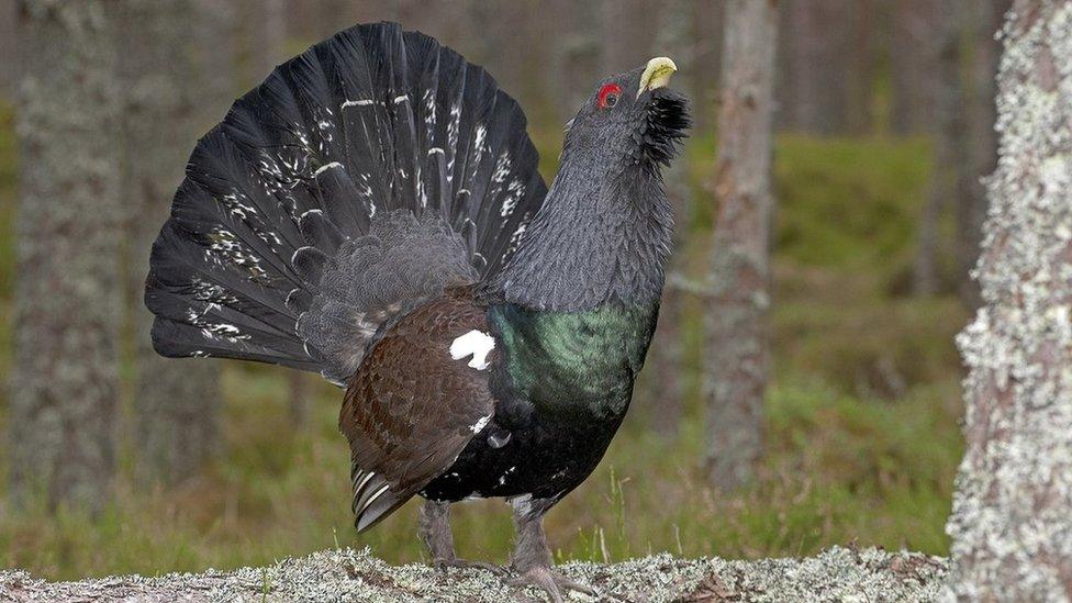 Capercaillie