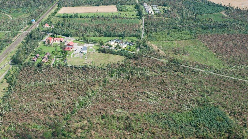 Image shows many fallen trees in a forest from a high vantage point