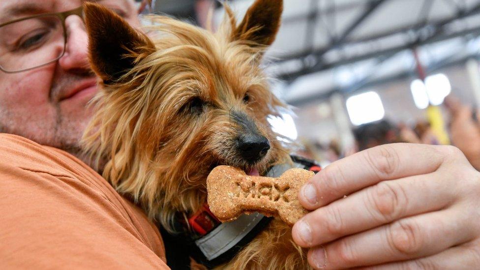 Little terrier licks a biscuit with Max's name inscribed on it