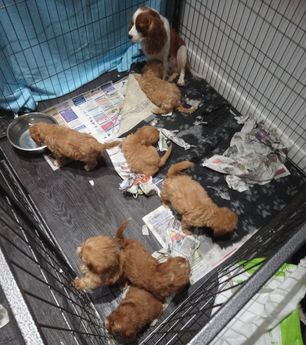 Puppies in a cage