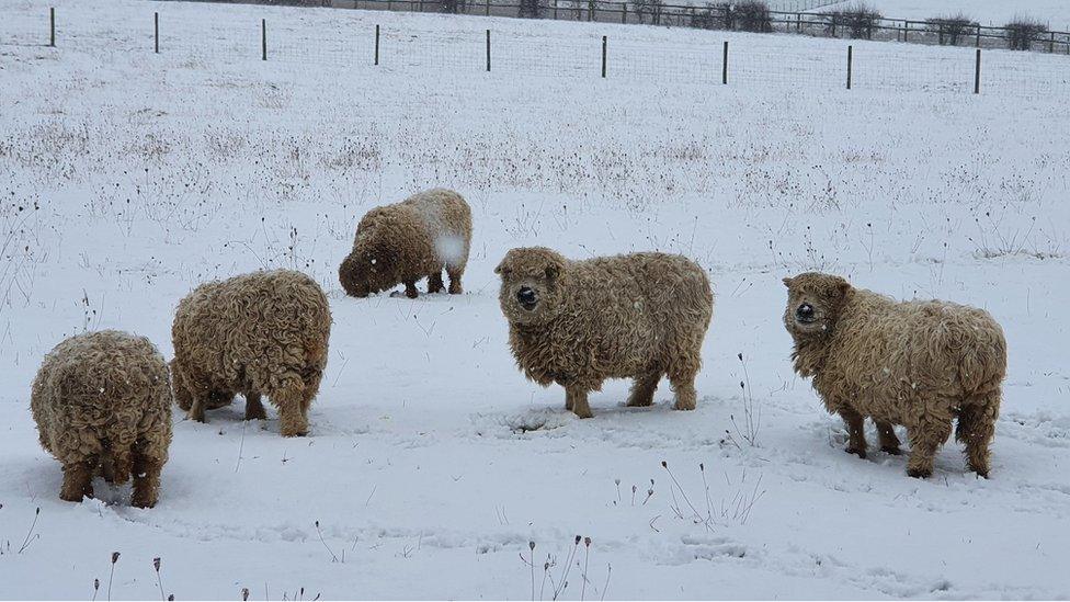 sheep in snow