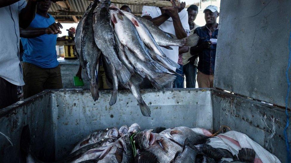 Fishermen throw Nile Perches into a storage box after weighing them on Migingo island on 5 October 2018