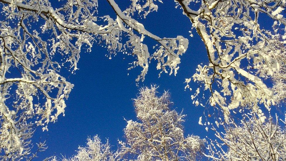 Snow-covered tree branches, against a clear blue sky