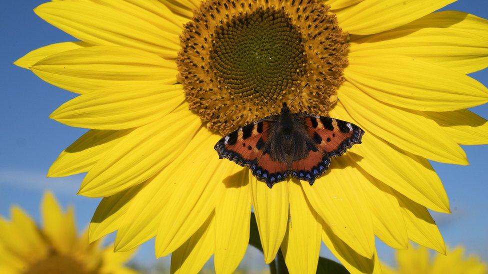 A Red Admiral butterfly on a sunflower in a field