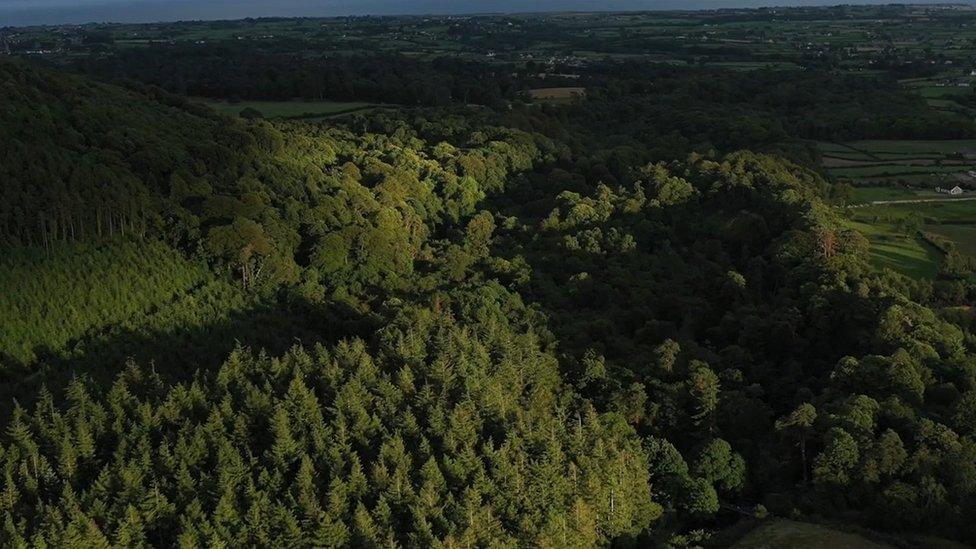 Mourne Park woodland