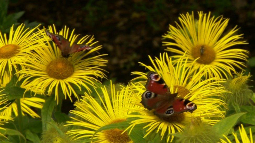 Peacock butterfly