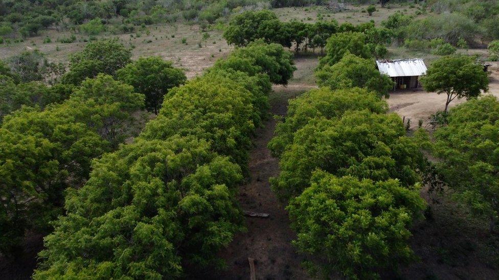 Trees around Bore Community Forrest Project