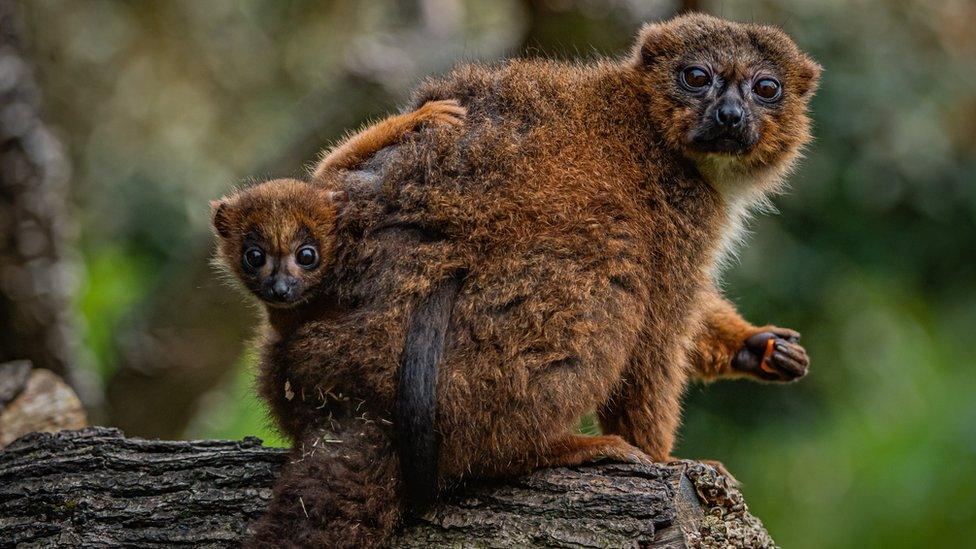 Red-bellied lemur baby and mother