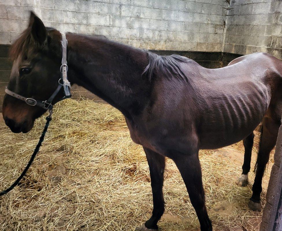 An image of a horse. You can see its rib cage.