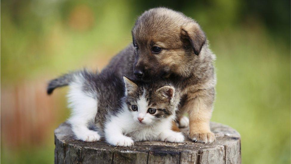 Kitten and Puppu