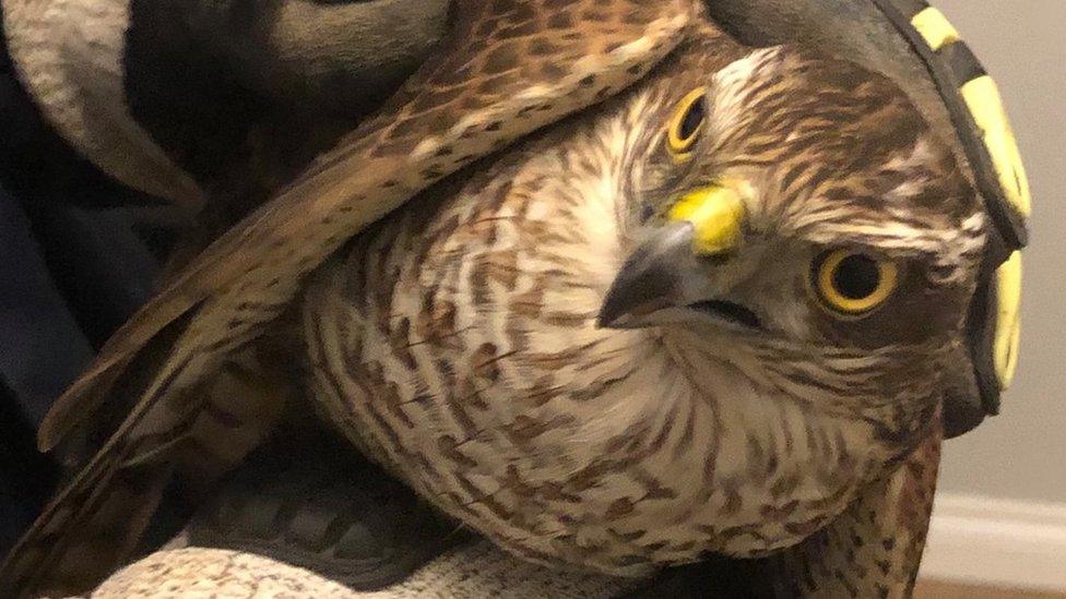 Rescued sparrowhawk