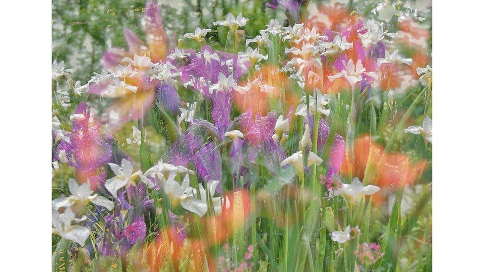 Jack Sedgwick's image of flowers