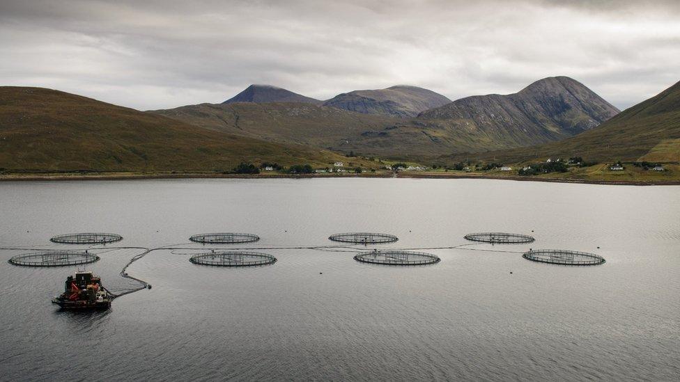 Salmon farm