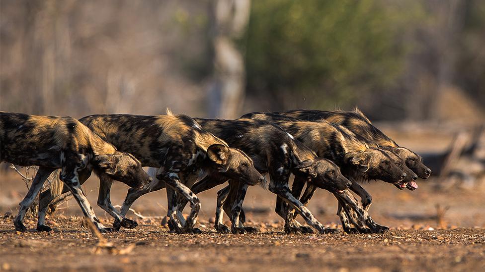 African wild dogs