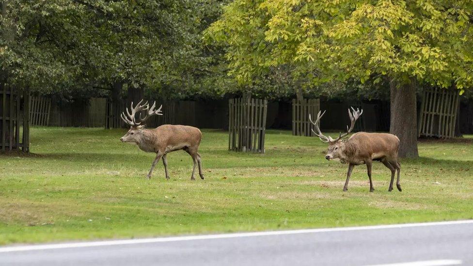 Deer parallel walking